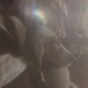 Meet your Posher, Rose